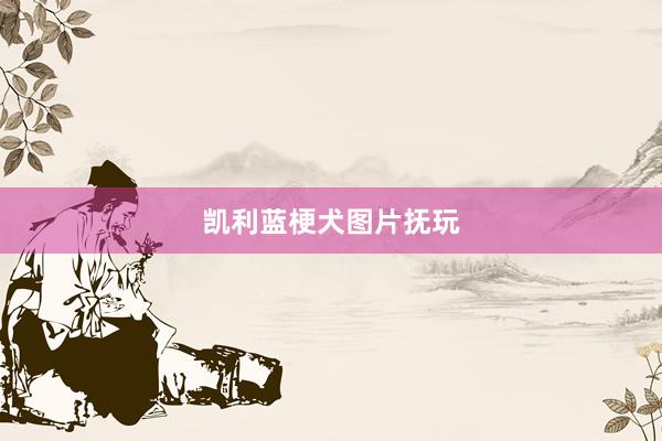 凯利蓝梗犬图片抚玩